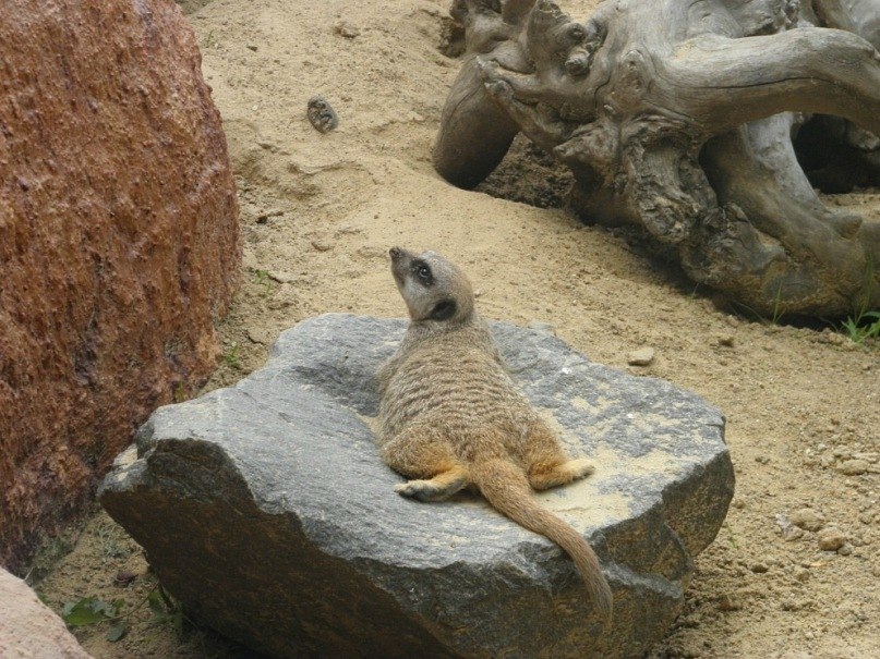Mega Быдлович вася | Санкт-Петербург