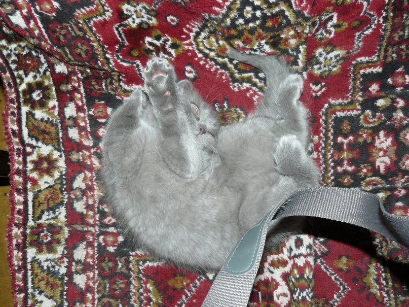 Наталья Чайка | Киев