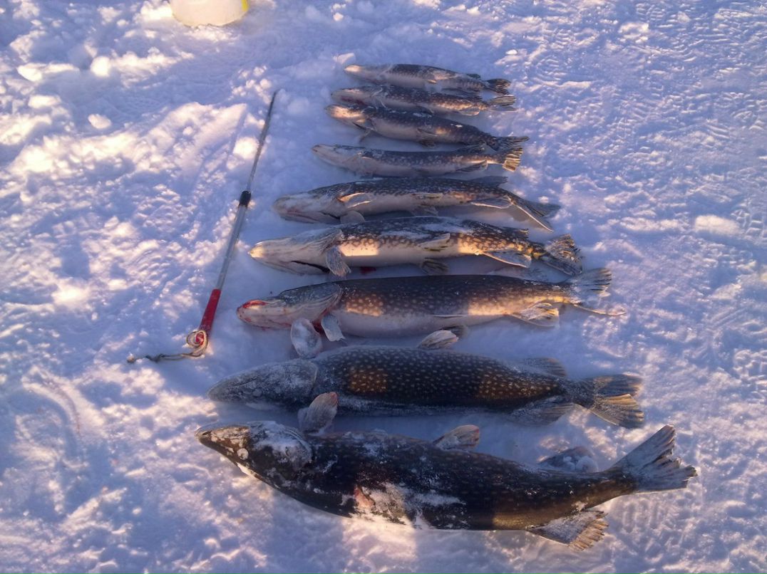 Виталий Рудницкий | Череповец