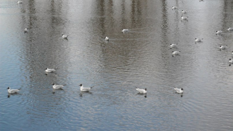 Антон Шибеко | Новолукомль