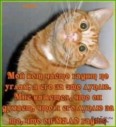 Александр Кошак | Николаев