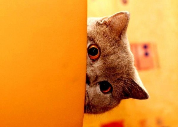 Наталия Ванхувермеерен | Санкт-Петербург