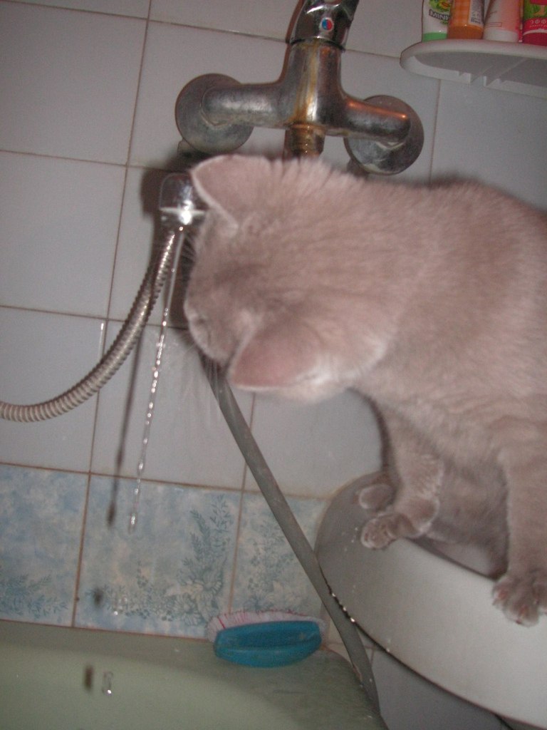 Игорь Волк Несторович | Киев