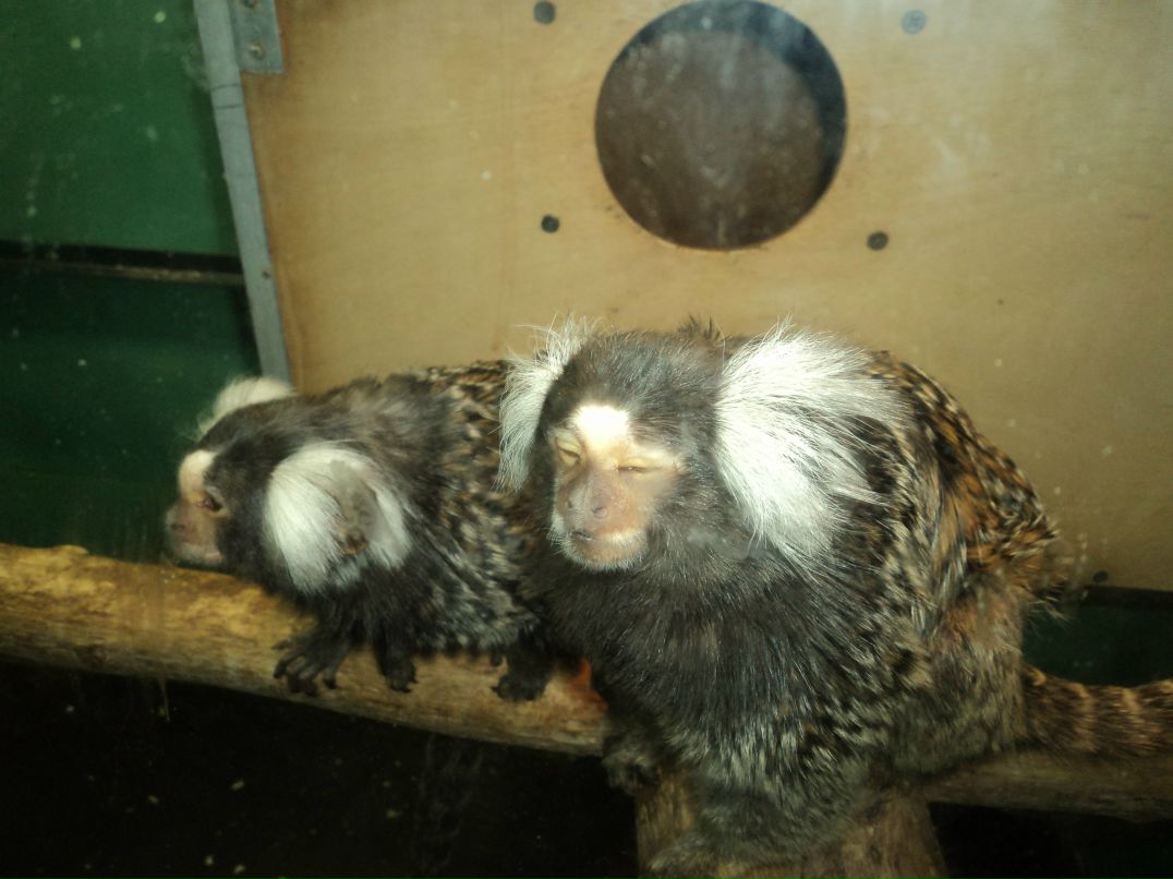 Вячеслав Трофимовский | Санкт-Петербург