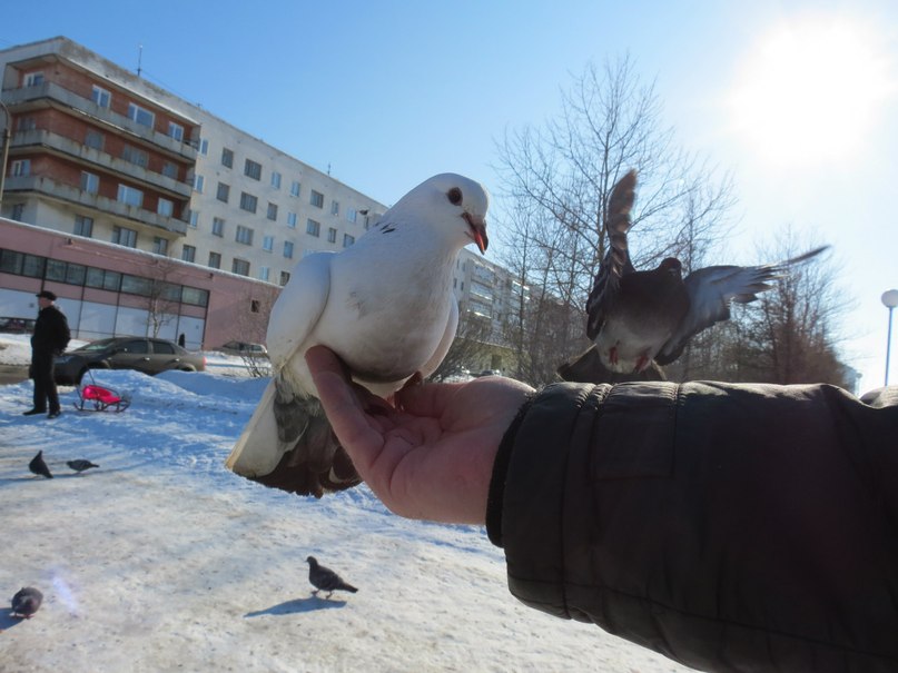 Андрей Ягринский | Северодвинск