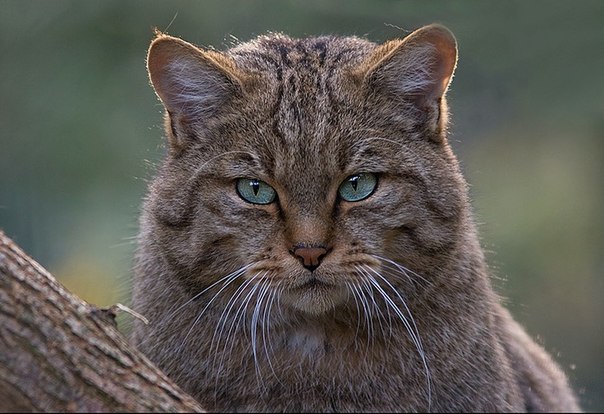 Павел Косоротов Юрьевич | Рязань