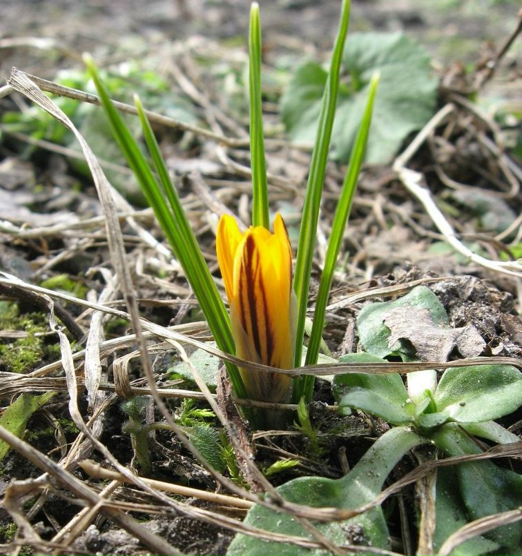 Оленка Ришковська | 