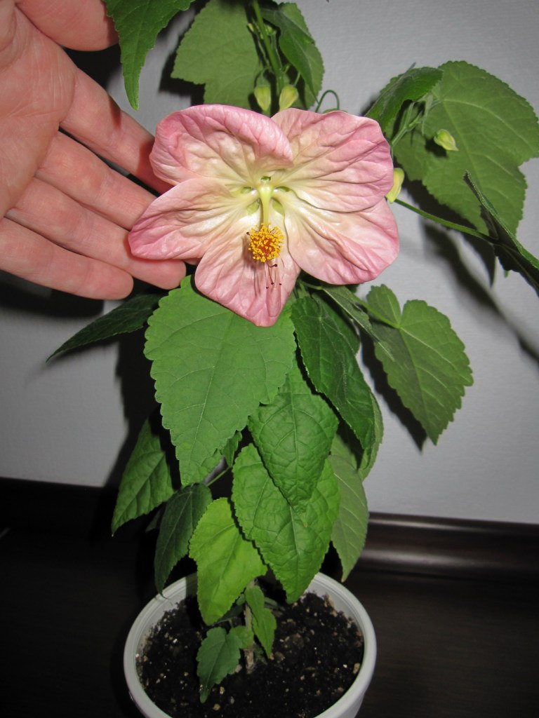 Светлана Серб | Санкт-Петербург