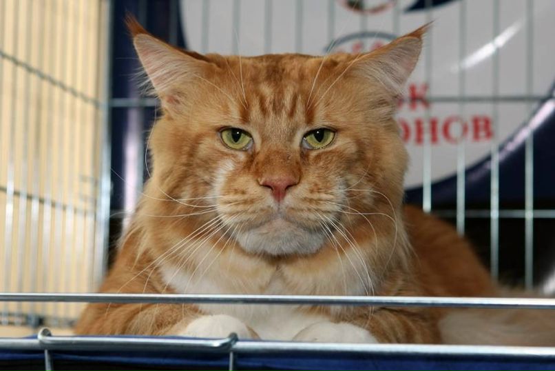 Валера Коканов | Санкт-Петербург