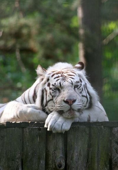 Алексей Сосняков | Боровичи