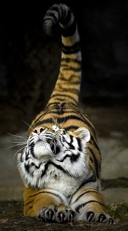 Виктория Воробьёва | Санкт-Петербург