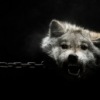Аватар: Demir Dqafarov