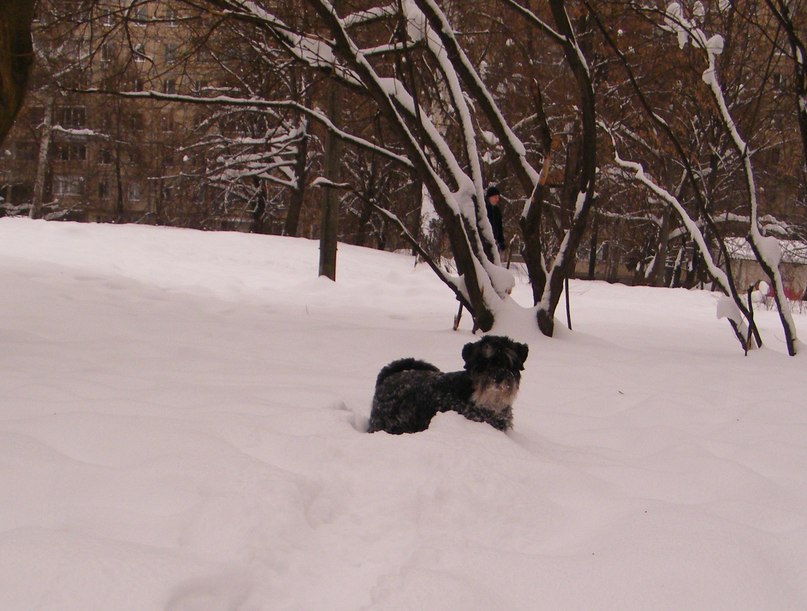 Анна Шамало Veres | Киев