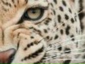 Александра Крутицкая | 