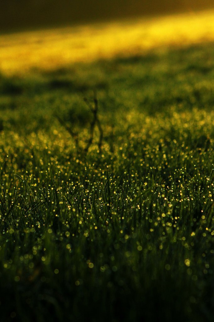 Анастасия Глобенко | Белая Церковь