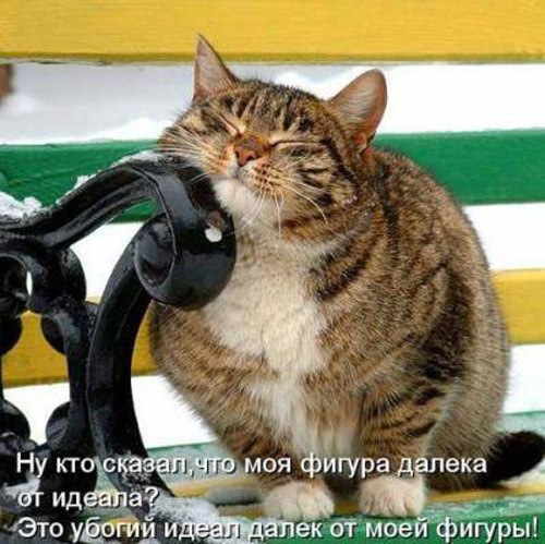 Sergej Fox | Житомир