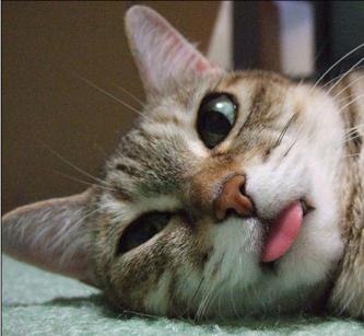 Света Тризно | Москва