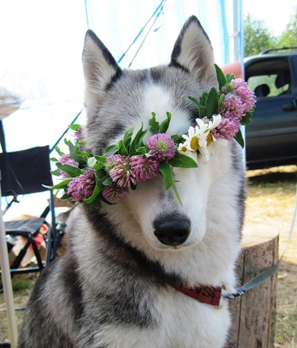 Лариса Барбашева | 