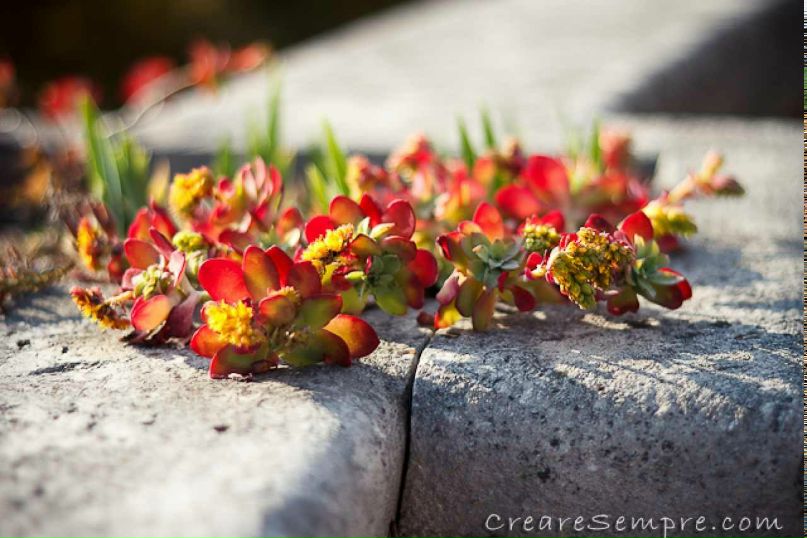 Анастасия Шевчик | Viareggio