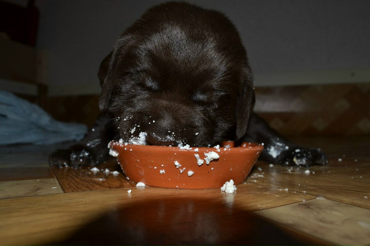 Екатерина Пируева | 