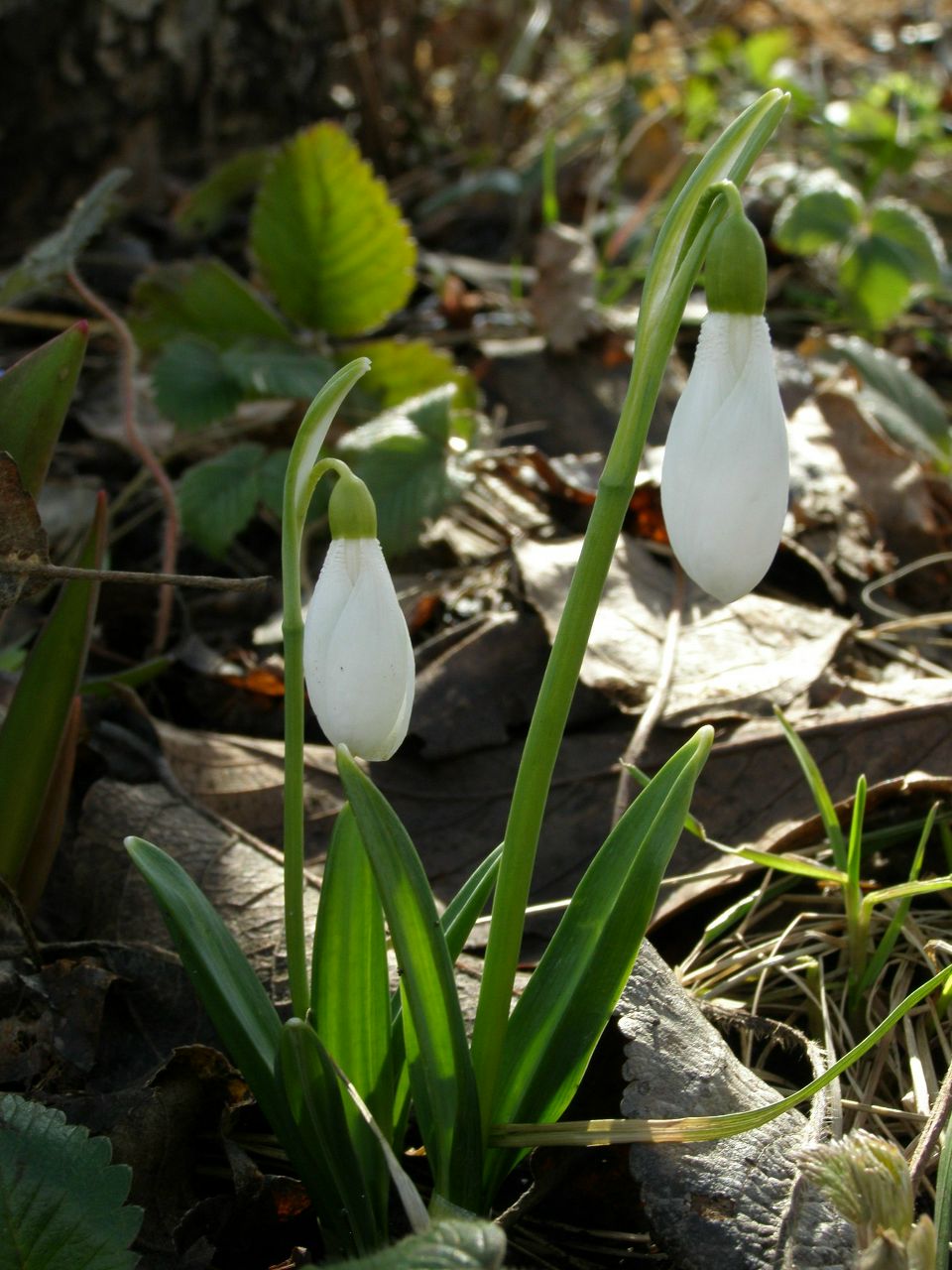 Маша Безкоровайная | Краматорск