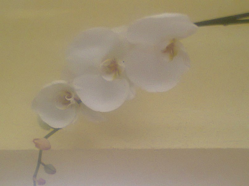 Елена Курочкина | Очер