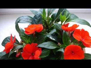 КАКИЕ КОМНАТНЫЕ РАСТЕНИЯ ВЫБРАТЬ ДЛЯ КУХНИ