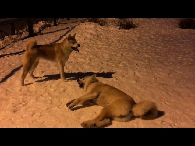 Raidon and Raikon (akitas)