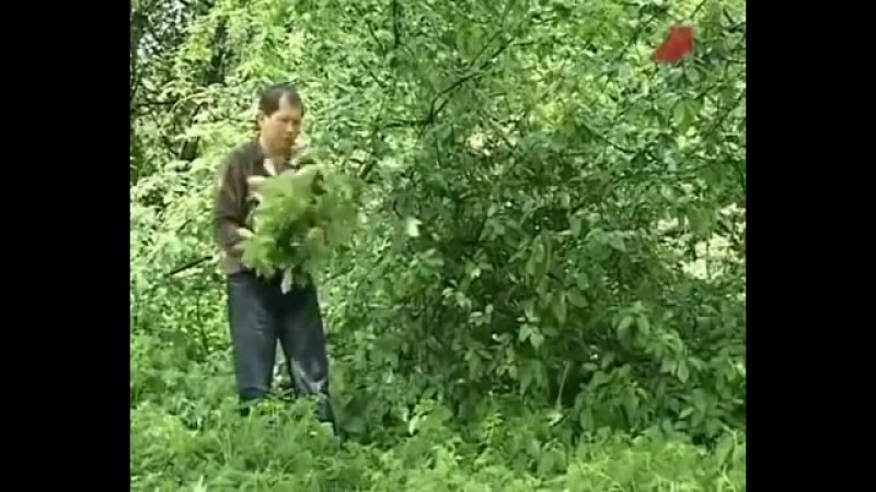 Веники для бани