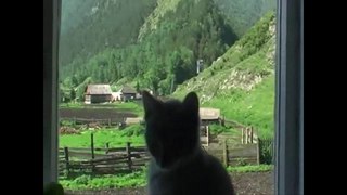 Взгляд из окна