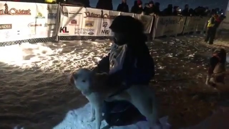 Rob Cooke Finish Yukon Quest