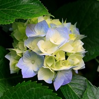 Елена Виноградова