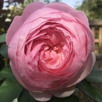 Вера Чудинова