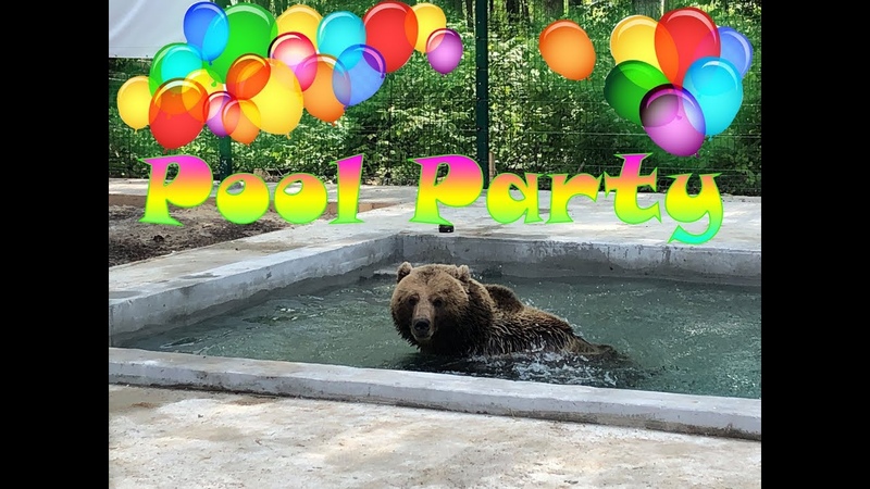 Открытие бассейна, Pool party bear