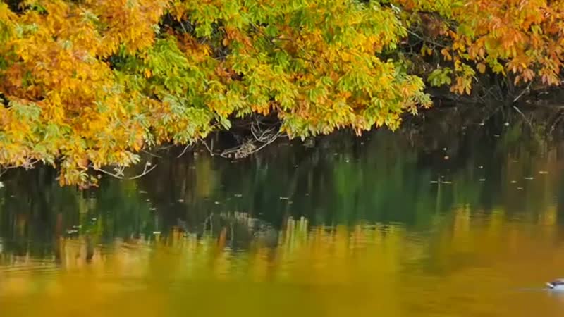 Autumn Leaves of Japan. Keiko