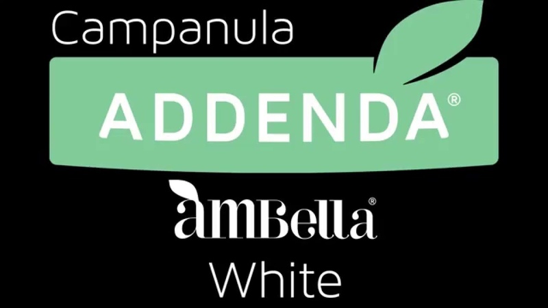 Timelapse Addenda Campanula Ambella