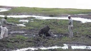 Rescuing an elephant baby in Chobe National Park