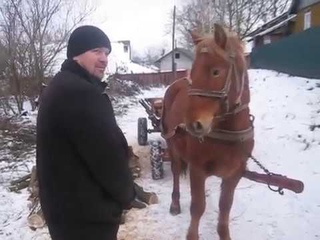 Коні Ваговози . РИЖИК КРАСАВА !!!!!!