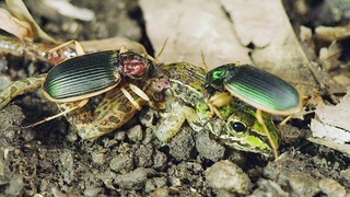 Epomis Beetle! frog tracker, frog hunter.