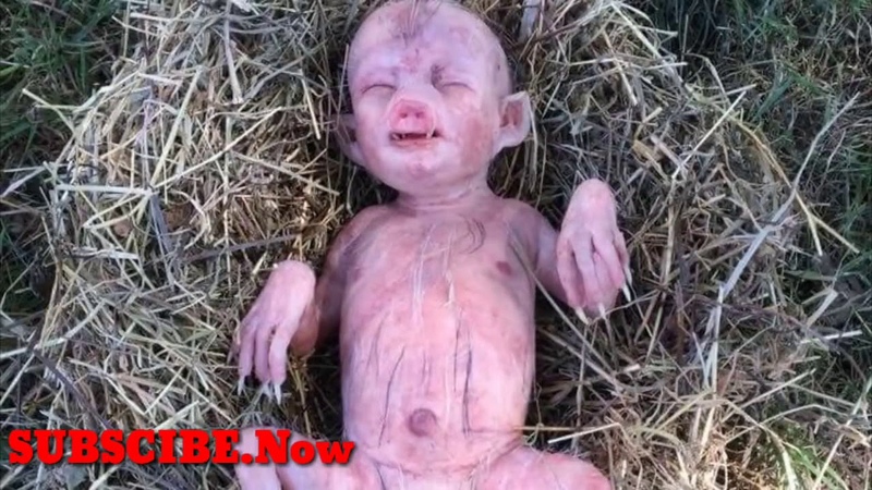 Viral babi Melahikan Anak bayi Mirip Manusia di