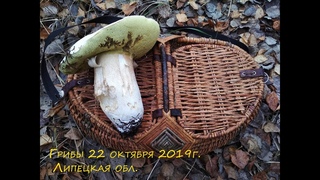 Поход за грибами 22 октября г. Липецк
