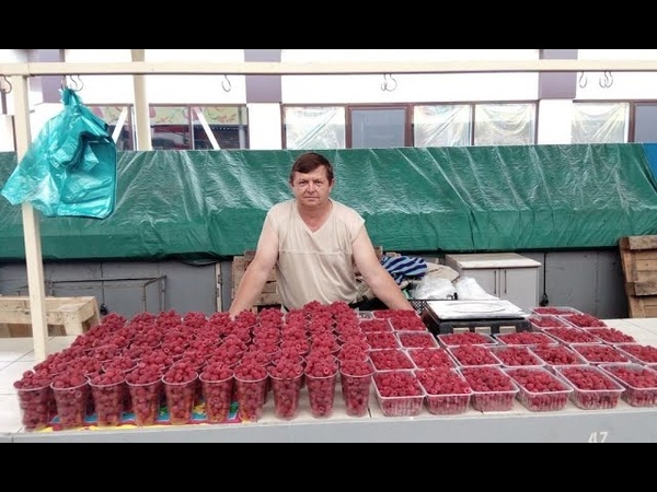 Малина Химбо Топ