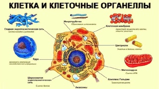 Биологическая клетка (рассказывают С.Киселёв, Ю.Панчин, В.Богатырёв)
