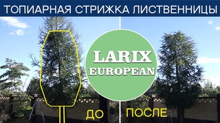 Лиственница европейская /Формировка кроны/LARIX/властелинтуи