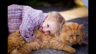 ЛУЧШИЕ ГИПОАЛЛЕРГЕННЫЕ ПОРОДЫ КОШЕК  Выбираем питомца для аллергетика  Allergic to cats