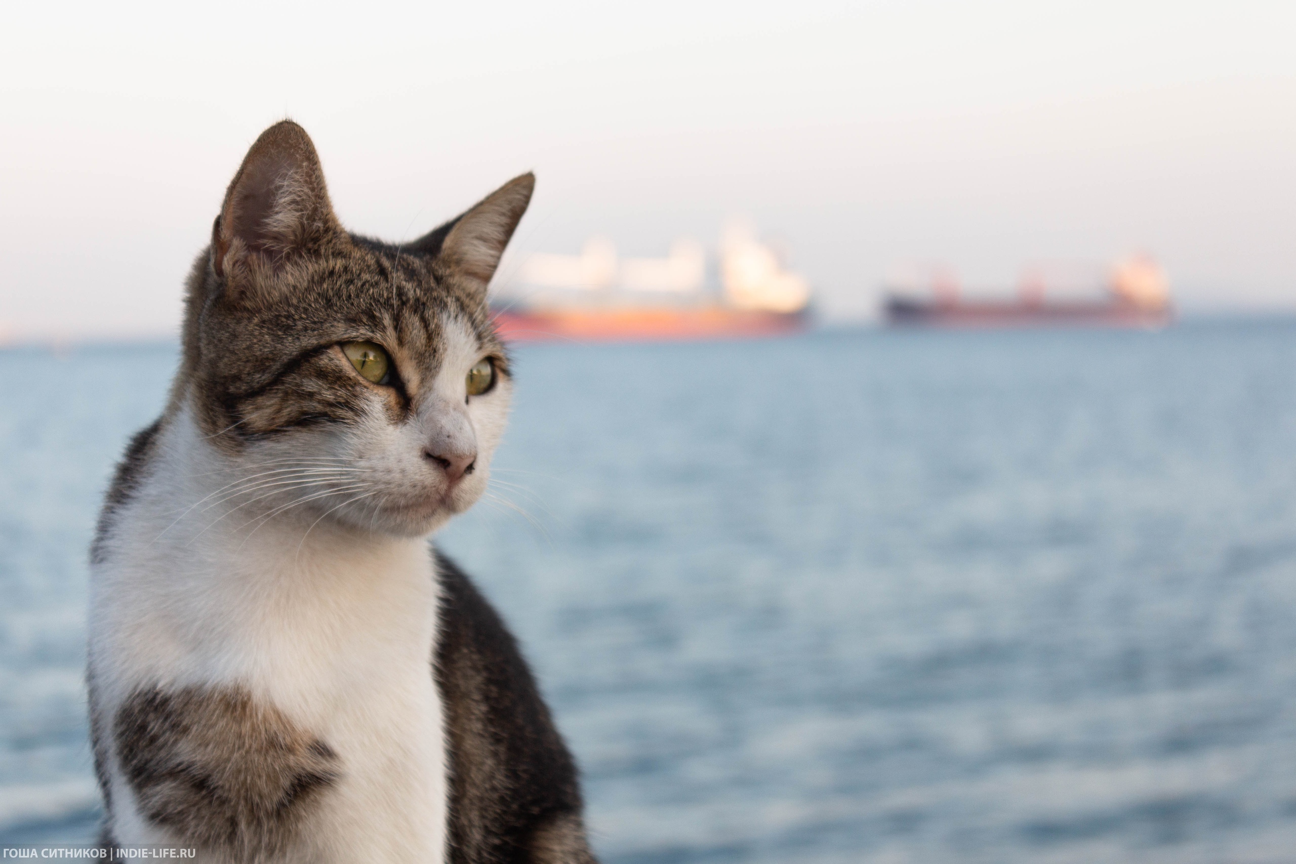 Кот на набережной Мраморног оморя