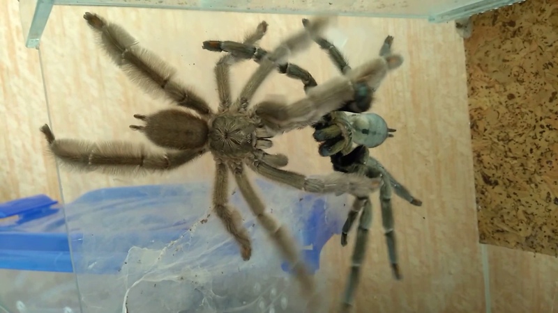 Psalmopoeus cambrigei