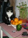 №34 Тигрица Шакира 10.03.1993: профиль, фото, статус - ВКонтакте