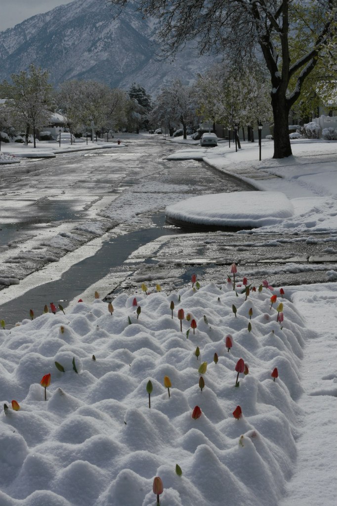 Vladimir Shnayderman | Salt Lake City