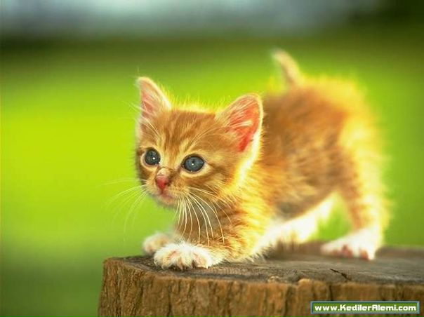 Кошка Царапкина фото профиля #1